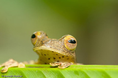 Roter Borneo Flugfrosch  - Zum Vergroessern klicken!